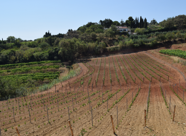 arrighi004