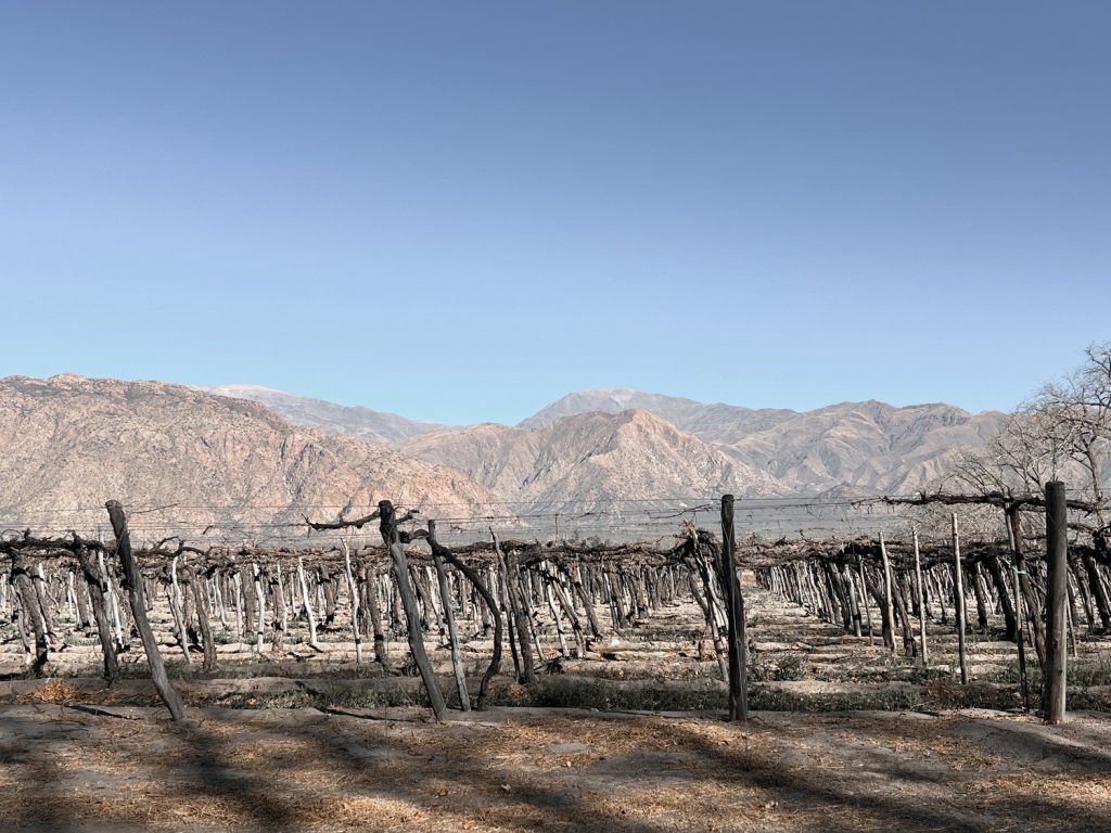 Vigne Cafayate |
Yacochuya