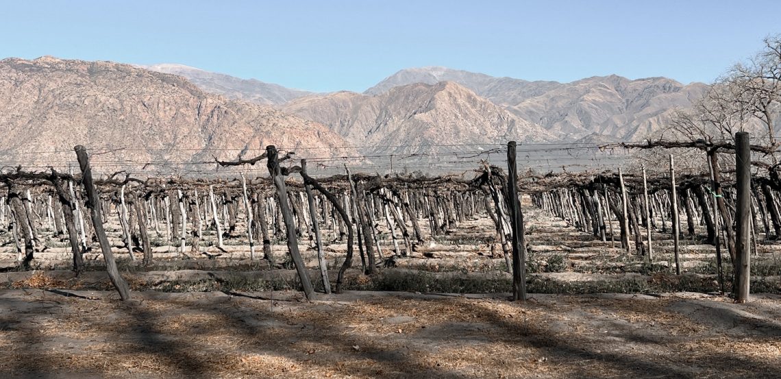 Vigne Cafayate | Yacochuya